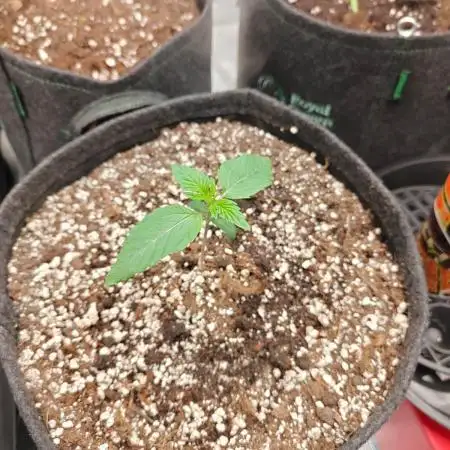Apple Fritter Auto by RQS - Comm. grow!