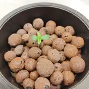 Stress Killer CBD Auto Royal Queen Seeds