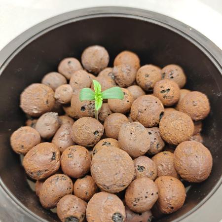 Stress Killer CBD Auto Royal Queen Seeds