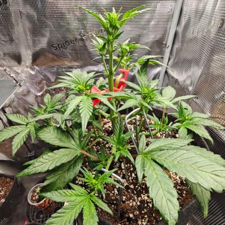 Northern Light Auto by RQS