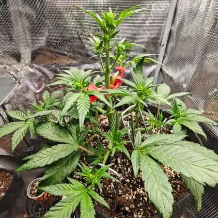 Northern Light Auto by RQS