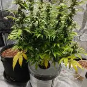 Stress Killer CBD Auto Royal Queen Seeds