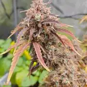 Apple Fritter Auto by RQS - Comm. grow!