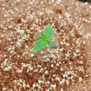 Cosmos F1 by RQS in coco