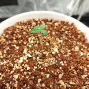 Quick one by RQS in 3D printed pot