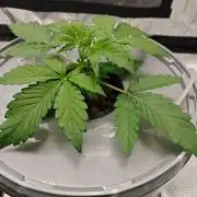 Stress Killer CBD Auto Royal Queen Seeds