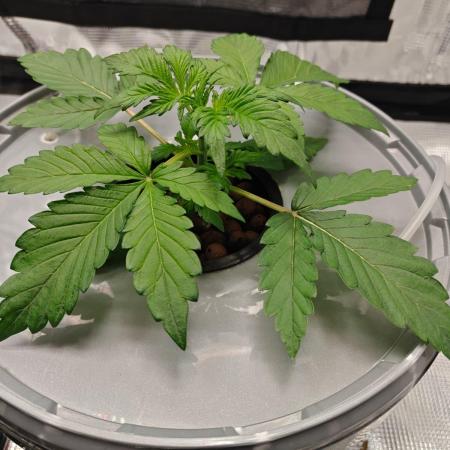 Stress Killer CBD Auto Royal Queen Seeds