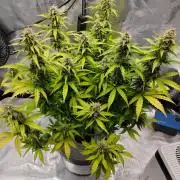 Stress Killer CBD Auto Royal Queen Seeds