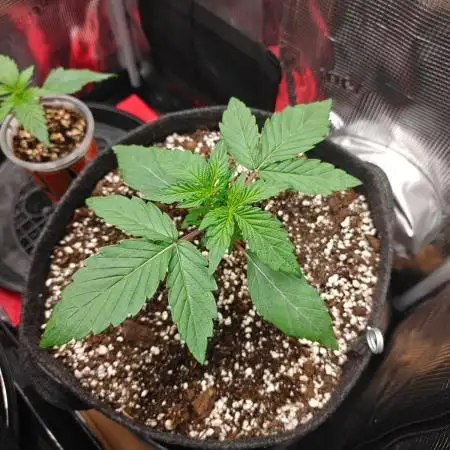 Apple Fritter Auto by RQS - Comm. grow!