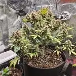 Northern Light Auto by RQS