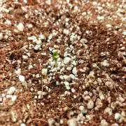 Cosmos F1 by RQS in coco