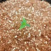 Cosmos F1 by RQS in coco