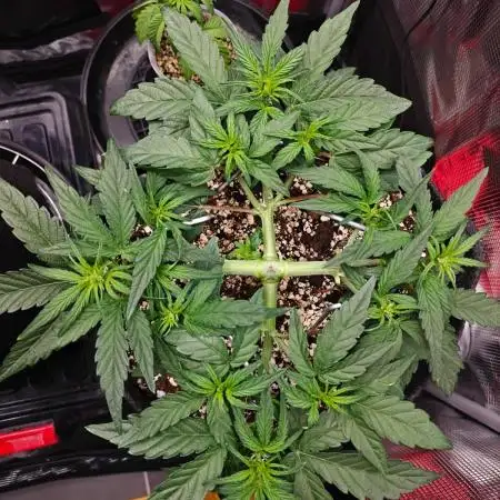 Apple Fritter Auto by RQS - Comm. grow!