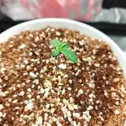 Quick one by RQS in 3D printed pot