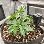 Northern Light Auto by RQS