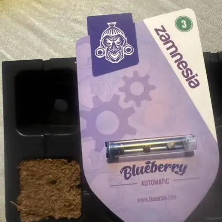Blueberry Yum Yum