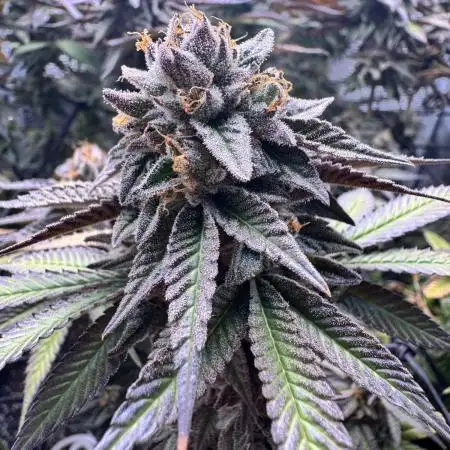 Frosted oranges - atlas seeds