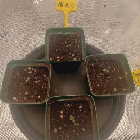 first indoor grow
