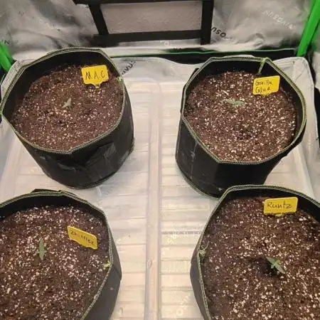 first indoor grow