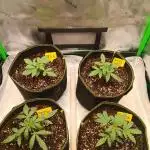 first indoor grow