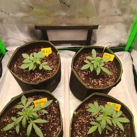 first indoor grow