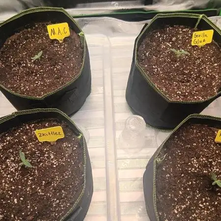 first indoor grow