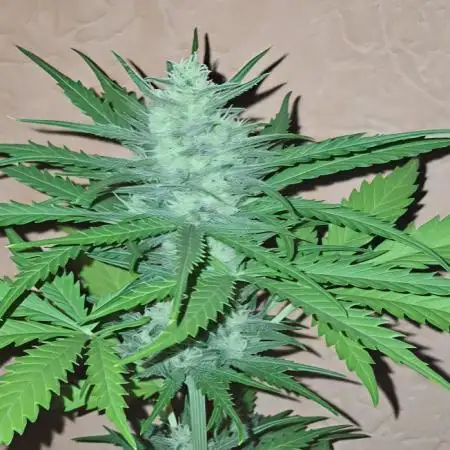 EXP#2 - Gorilla Cookies Auto FastBud
