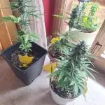 EXP#1 Orange Sherbet Auto (FastBud )