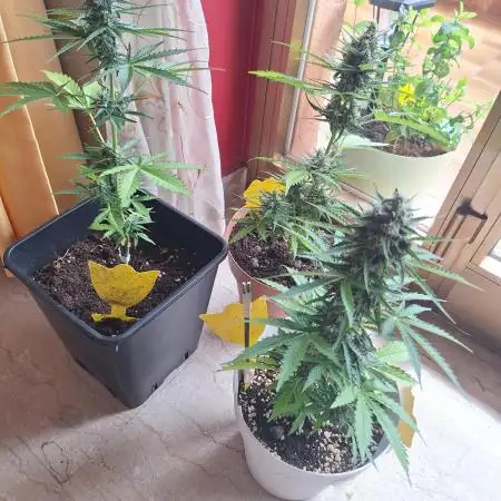 EXP#1 Orange Sherbet Auto (FastBud )