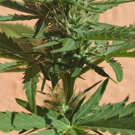 EXP#3 Sweet Seeds: Big Devil XL