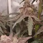 MAC 1 (Caps cut)