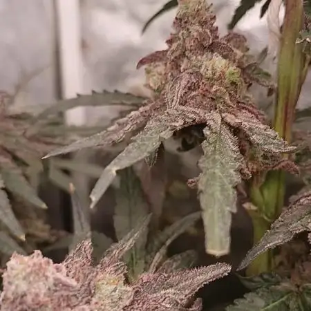 MAC 1 (Caps cut)