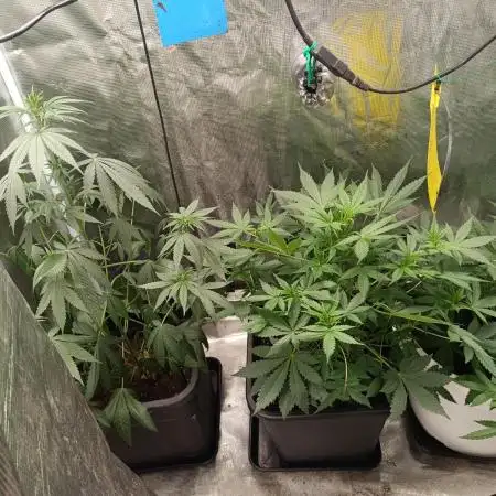 Diario super sativa seeds club