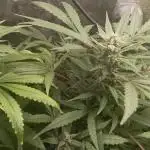 Diario super sativa seeds club