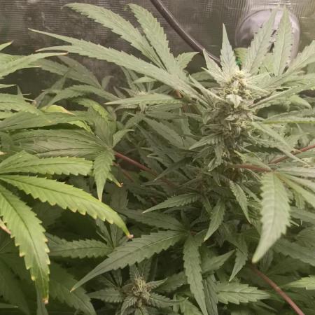 Diario super sativa seeds club