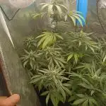 Diario super sativa seeds club