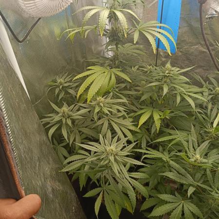 Diario super sativa seeds club