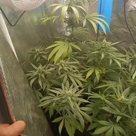 Diario super sativa seeds club