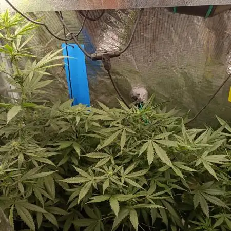 Diario super sativa seeds club