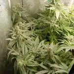 Diario grand cru genetic