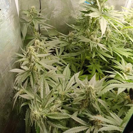 Diario grand cru genetic