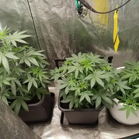 Diario super sativa seeds club
