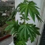Diario kannabia seeds