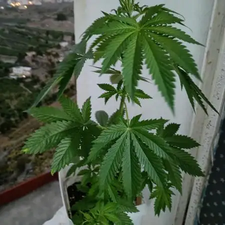 Diario kannabia seeds