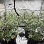 May-20
