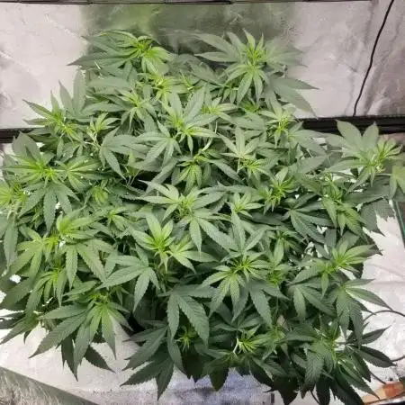 JAZZ CABBAGE 2.0