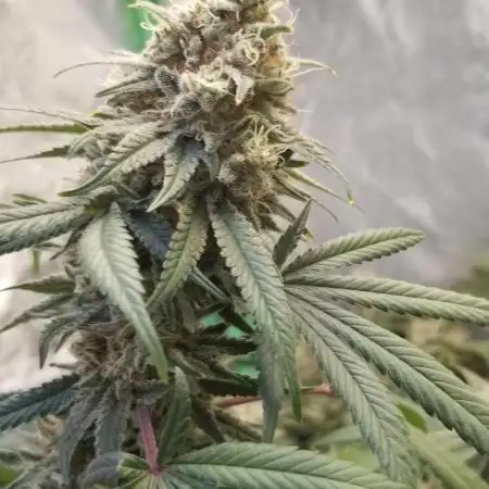 JAZZ CABBAGE 2.0