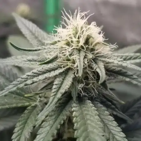 JAZZ CABBAGE 2.0