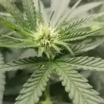 JAZZ CABBAGE 2.0