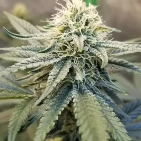 JAZZ CABBAGE 2.0